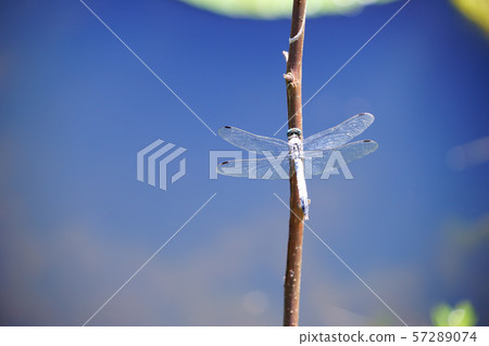 水面,藍天,Shiokara蜻蜓3 水面,藍天,Shiokara蜻蜓3 57289074