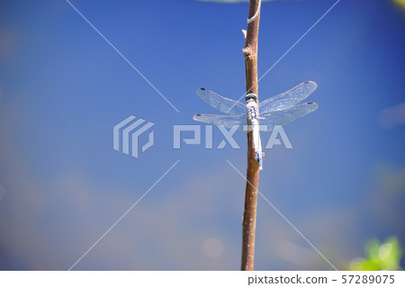 水面，藍天，Shiokara蜻蜓4 57289075