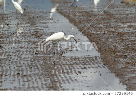 A shrine A shrine 57289146