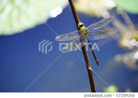 光輝的生活，金燕瑪1 57289168