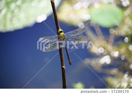 閃耀生命金銀燕3 閃耀生命金銀燕3 57289170
