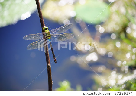 閃亮的生命，金銀燕7 57289174