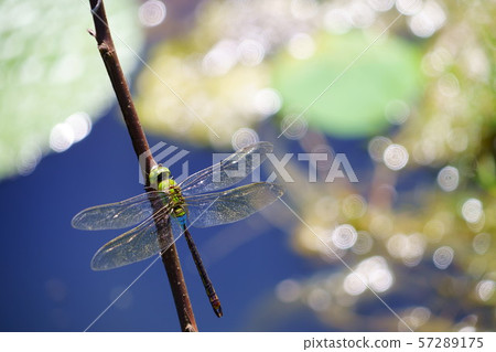 Shining life, Gin Yanma 8 Shining life, Gin Yanma 8 57289175