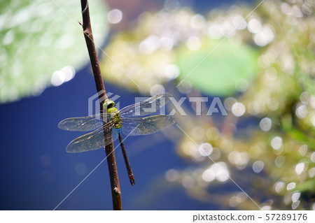 Shining Life-Gin Yanma 9 Shining Life-Gin Yanma 9 57289176