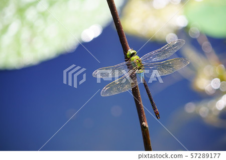 閃亮的生命,金銀燕10 閃亮的生命,金銀燕10 57289177