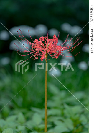 Cluster amaryllis that blooms in Minuma rice field Cluster amaryllis that blooms in Minuma rice field 57289303