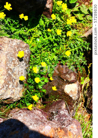 Halla mountain, mountain, mountain climbing, forest, mountain, forest, forest, azaleas, strange rock formations, Youngsil course, eorimok, Halla mountain, mountain, mountain climbing, forest, mountain, forest, forest, azaleas, strange rock formations, Youngsil course, eorimok, 57289830