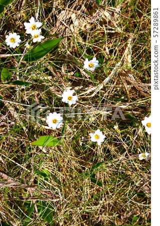 漢拏山，山，登山，森林，山，森林，森林，杜鵑花，奇怪的岩層，Youngsil當然，eorimok， 57289861
