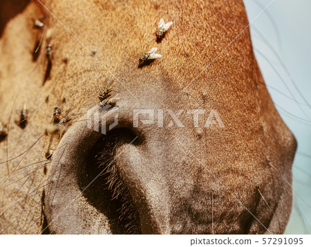 Horse nose and  mouth with flies. Insects on 57291095