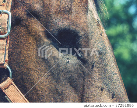 Detail of blind horse head. Horse without eye Detail of blind horse head. Horse without eye 57291096