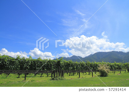 Winery vineyard Winery vineyard 57291414