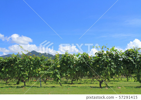 Winery vineyard 57291415