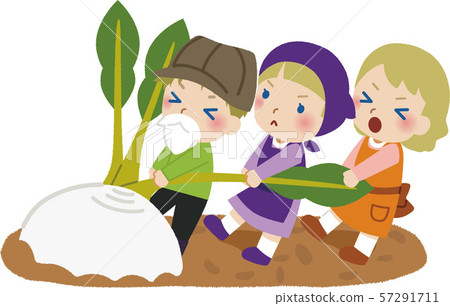 Large turnip illustration 2 Large turnip illustration 2 57291711