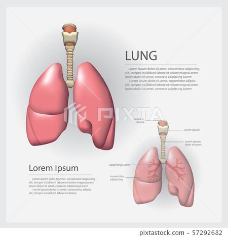 Lung with Detail Vector Illustration 57292682