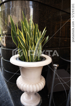 white potted plants 57293101