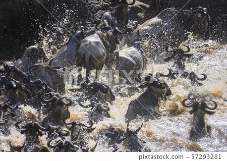 The Great Migration. Wildebeest and Zebra crossing the Mara River Masai Mara ,Kenya. The Great Migration. Wildebeest and Zebra crossing the Mara River Masai Mara ,Kenya. 57293281