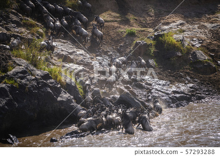 The Great Migration. Wildebeest and Zebra crossing the Mara River Masai Mara ,Kenya. 57293288