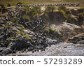 The Great Migration. Wildebeest and Zebra crossing the Mara River Masai Mara ,Kenya. 57293289