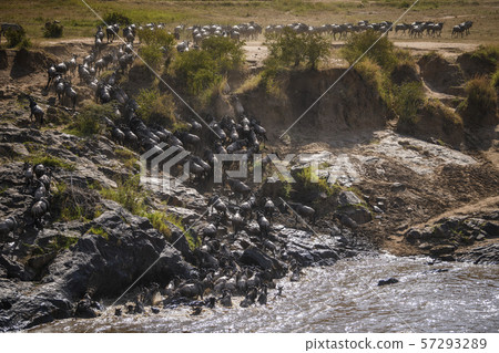 The Great Migration. Wildebeest and Zebra crossing the Mara River Masai Mara ,Kenya. 57293289