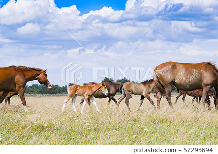 mare and young foal 57293694