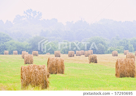 hay bales 57293695