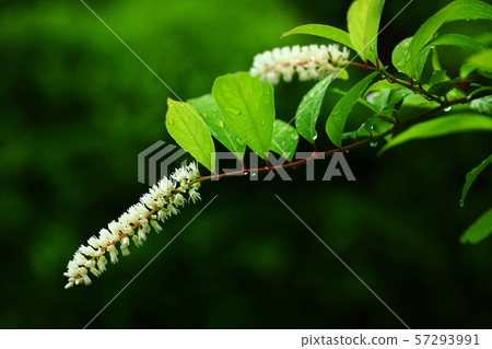 A flower that blooms in the rain 57293991