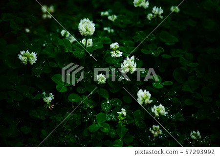 A flower that blooms in the rain A flower that blooms in the rain 57293992