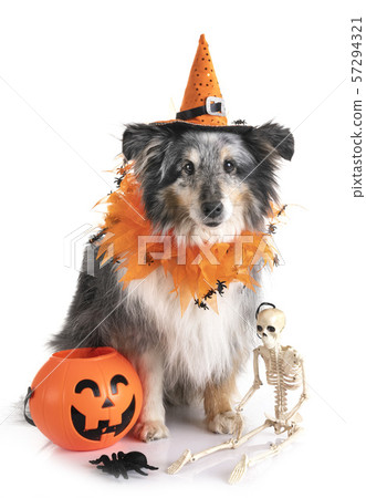 shetland sheepdog in studio 57294321