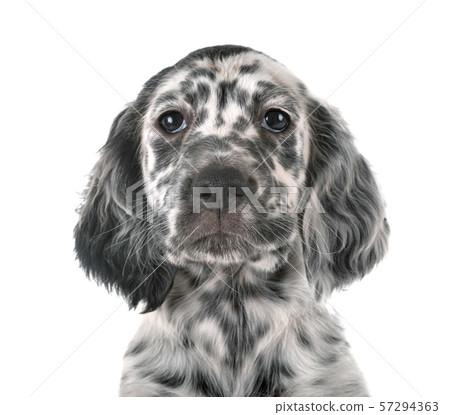 puppy english setter puppy english setter 57294363