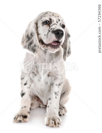 puppy english setter 57294366