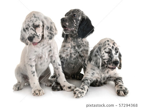 puppy english setter 57294368