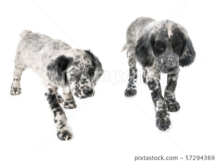 puppy english setter puppy english setter 57294369