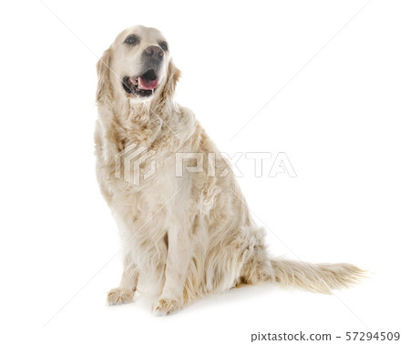 adult golden retriever 57294509