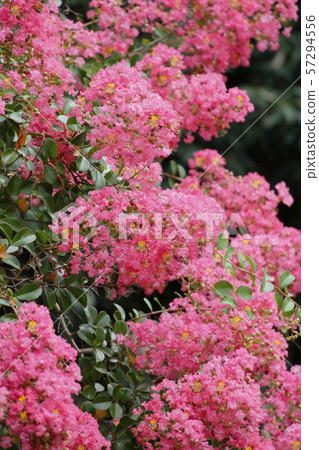 紫薇 紫薇 57294556