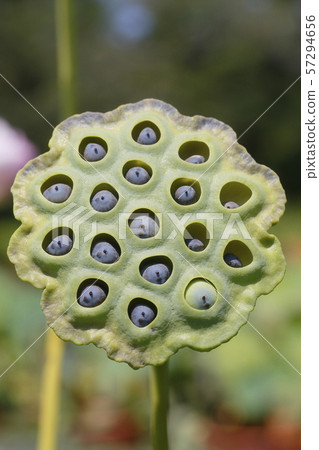 枯萎的蓮花 57294656