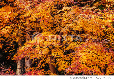 Beautiful vibrant colourful maple leaves in autumn 57296929