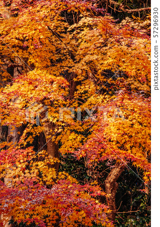 Beautiful vibrant colourful maple leaves in autumn 57296930