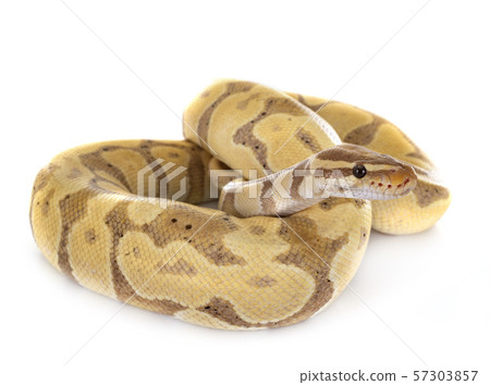 Ball python in studio 57303857