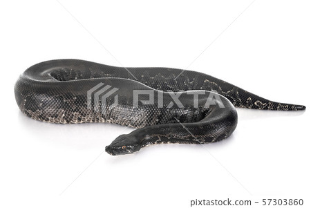 python black curtus python black curtus 57303860