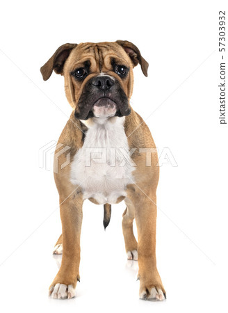 Continental bulldog in studio 57303932