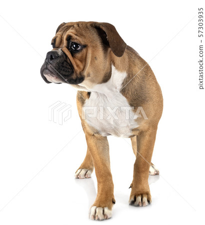 Continental bulldog in studio 57303935