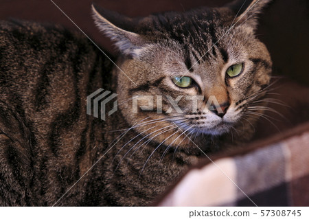 Cat's cat Cat's cat 57308745