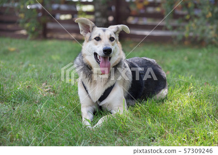 Cute mongrel from the dog shelter. 57309246