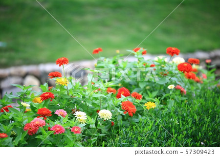 Landscape with Flowers, Garden 57309423