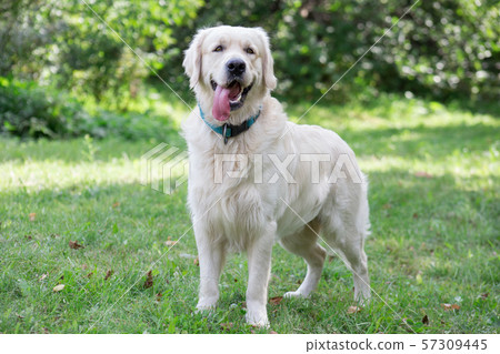 Cute golden retriever is looking at the camera. 57309445