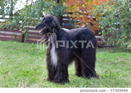 Cute afghan hound is standing on the autumn meadow Cute afghan hound is standing on the autumn meadow 57309946