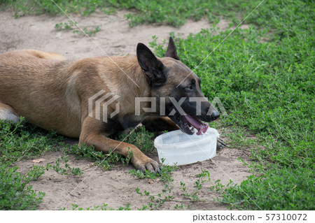 Cute belgian sheepdog drinking water from dog bowl Cute belgian sheepdog drinking water from dog bowl 57310072