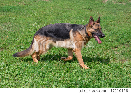Cute german shepherd is running on a green meadow. Cute german shepherd is running on a green meadow. 57310158