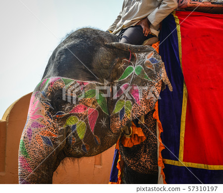 Riding decorated elephant from Amber Fort Riding decorated elephant from Amber Fort 57310197