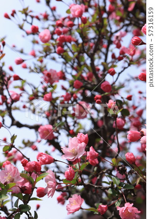 垂絲 垂絲 57316159